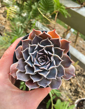 Load image into Gallery viewer, Echeveria Simulans Ascension