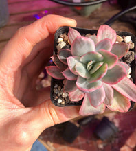 Load image into Gallery viewer, Echeveria Luella Variegata