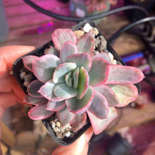 Load image into Gallery viewer, Echeveria Luella Variegata