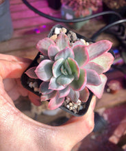 Load image into Gallery viewer, Echeveria Luella Variegata