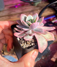 Load image into Gallery viewer, Echeveria Luella Variegata