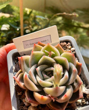 Load image into Gallery viewer, Echeveria Solid