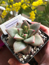 Load image into Gallery viewer, Echeveria Somers