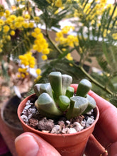 Load image into Gallery viewer, Fenestraria Aurantiaca