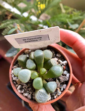 Load image into Gallery viewer, Fenestraria Aurantiaca