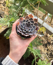 Load image into Gallery viewer, Echeveria Simulans Ascension
