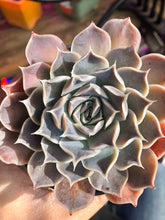 Load image into Gallery viewer, Echeveria Simulans Ascension