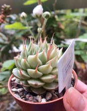 Load image into Gallery viewer, Graptoveria Silver Star