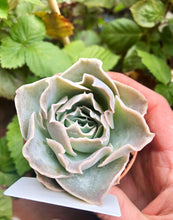 Load image into Gallery viewer, Echeveria Rose Bell