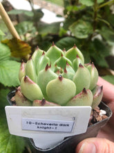 Load image into Gallery viewer, Echeveria Dark Knight