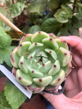 Load image into Gallery viewer, Echeveria Dark Knight