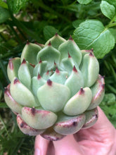 Load image into Gallery viewer, Echeveria Dark Knight