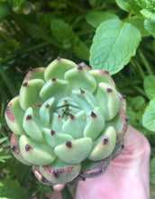 Load image into Gallery viewer, Echeveria Dark Knight