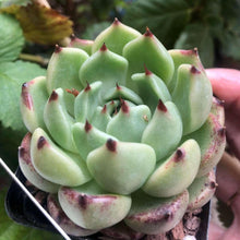 Load image into Gallery viewer, Echeveria Dark Knight