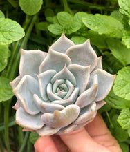 Load image into Gallery viewer, Echeveria Pink Rose