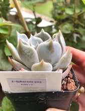 Load image into Gallery viewer, Echeveria Pink Rose