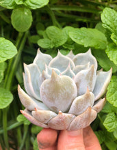 Load image into Gallery viewer, Echeveria Pink Rose