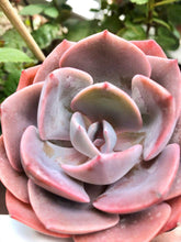 Load image into Gallery viewer, Echeveria Dusty Rose