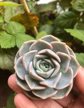 Load image into Gallery viewer, Echeveria Purple Wave