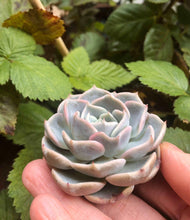 Load image into Gallery viewer, Echeveria Purple Wave