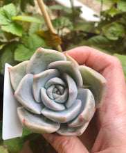 Load image into Gallery viewer, Echeveria Lovely Edge