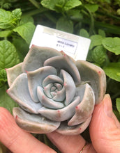 Load image into Gallery viewer, Echeveria Lovely Edge