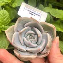 Load image into Gallery viewer, Echeveria Lovely Edge