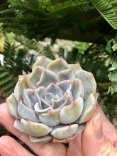 Load image into Gallery viewer, Echeveria Honeyella