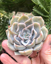 Load image into Gallery viewer, Echeveria Honeyella