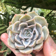 Load image into Gallery viewer, Echeveria Honeyella