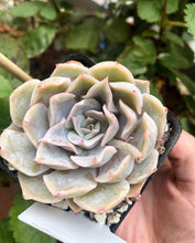 Load image into Gallery viewer, Echeveria Honeyella