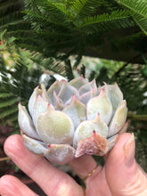 Load image into Gallery viewer, Echeveria Honeyella