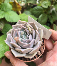Load image into Gallery viewer, Echeveria Snow Candy