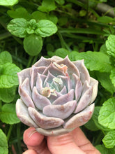 Load image into Gallery viewer, Echeveria Snow Candy