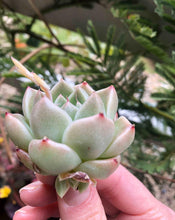Load image into Gallery viewer, Echeveria Phantasm