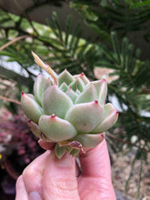 Load image into Gallery viewer, Echeveria Phantasm
