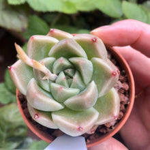 Load image into Gallery viewer, Echeveria Phantasm
