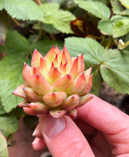 Load image into Gallery viewer, Echeveria Rain Star