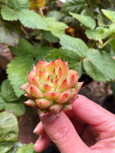 Load image into Gallery viewer, Echeveria Rain Star