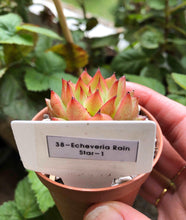 Load image into Gallery viewer, Echeveria Rain Star