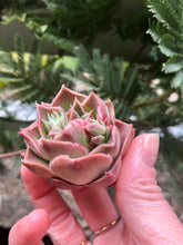 Load image into Gallery viewer, Echeveria Bordeaux