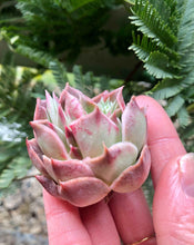 Load image into Gallery viewer, Echeveria Bordeaux