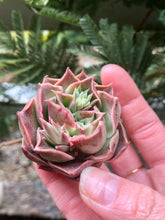 Load image into Gallery viewer, Echeveria Bordeaux