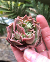 Load image into Gallery viewer, Echeveria Bordeaux