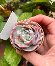 Load image into Gallery viewer, Echeveria Marianne