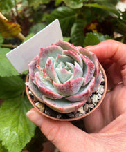 Load image into Gallery viewer, Echeveria Marianne