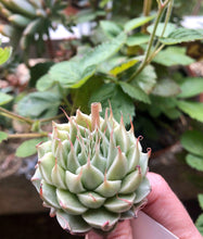 Load image into Gallery viewer, Graptoveria Silver Star