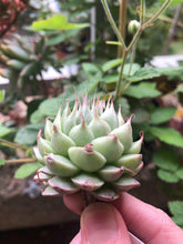 Load image into Gallery viewer, Graptoveria Silver Star