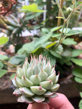 Load image into Gallery viewer, Graptoveria Silver Star