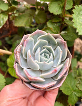 Load image into Gallery viewer, Echeveria Blue Rose